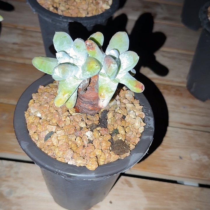 糊***糊拇指仙女杯多肉植物