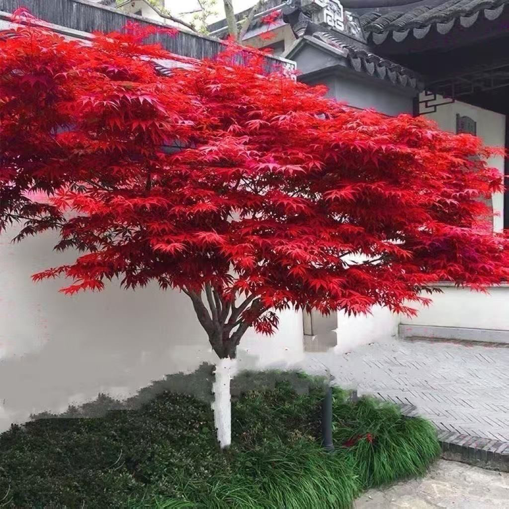 庭院别墅适用红枫树苗带土球发货耐寒耐热四季可种