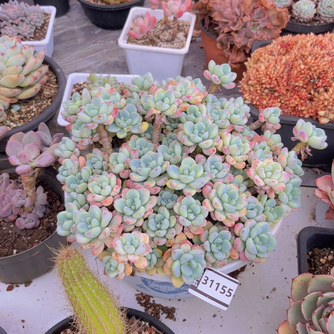 劳尔多肉植物31155