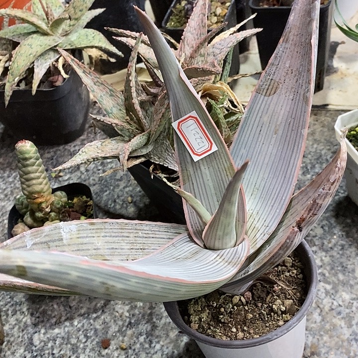 马***立完美主义者勿拍卡拉122211