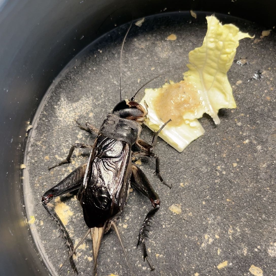 天***哥木津门老刘黑虫精品大缎子青一只