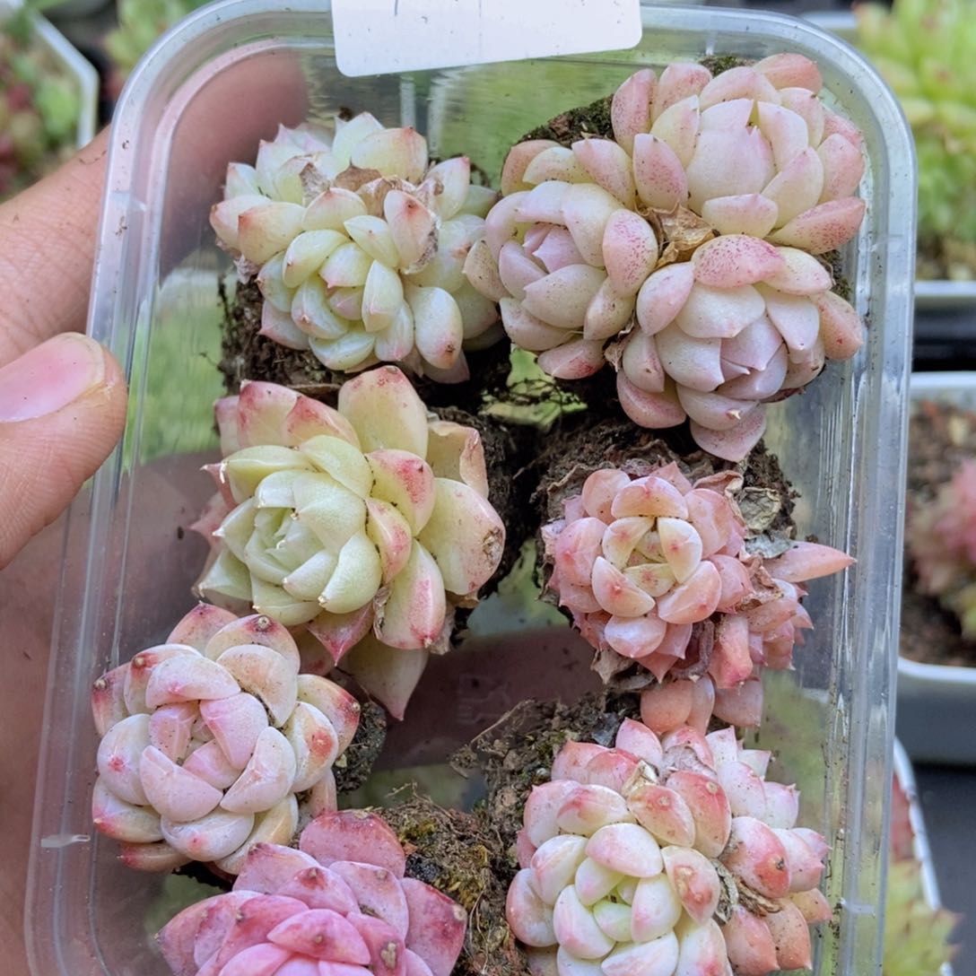 春泥家一单包邮M57