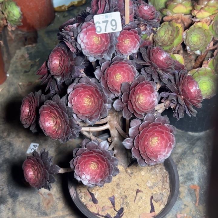 黑桶无主头679多肉法师一物一拍