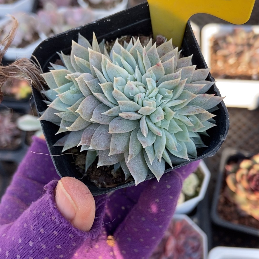 952木樨甜心缀多肉植物