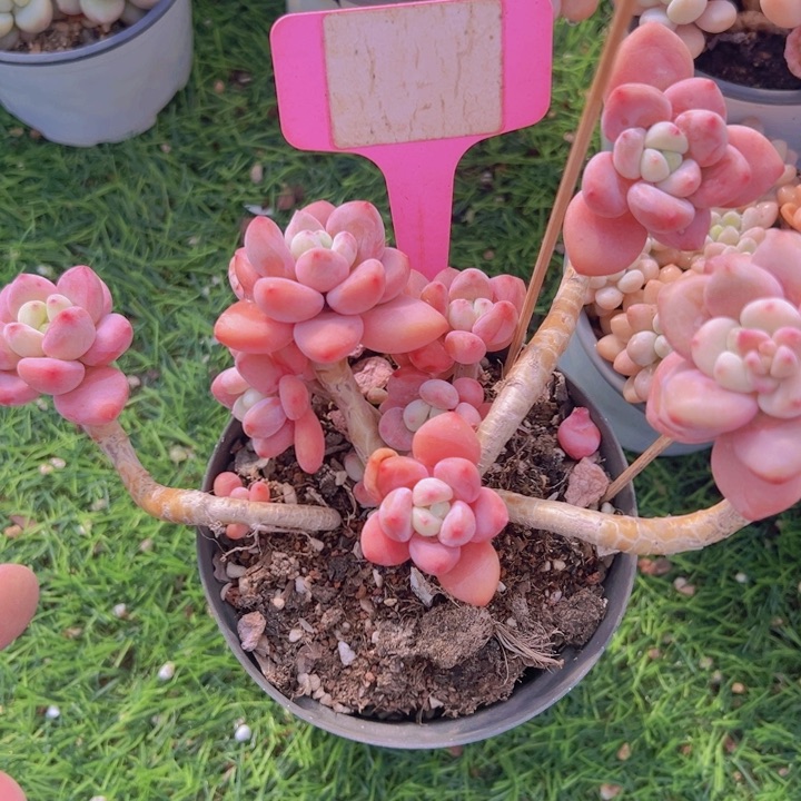 健健康康平平安安