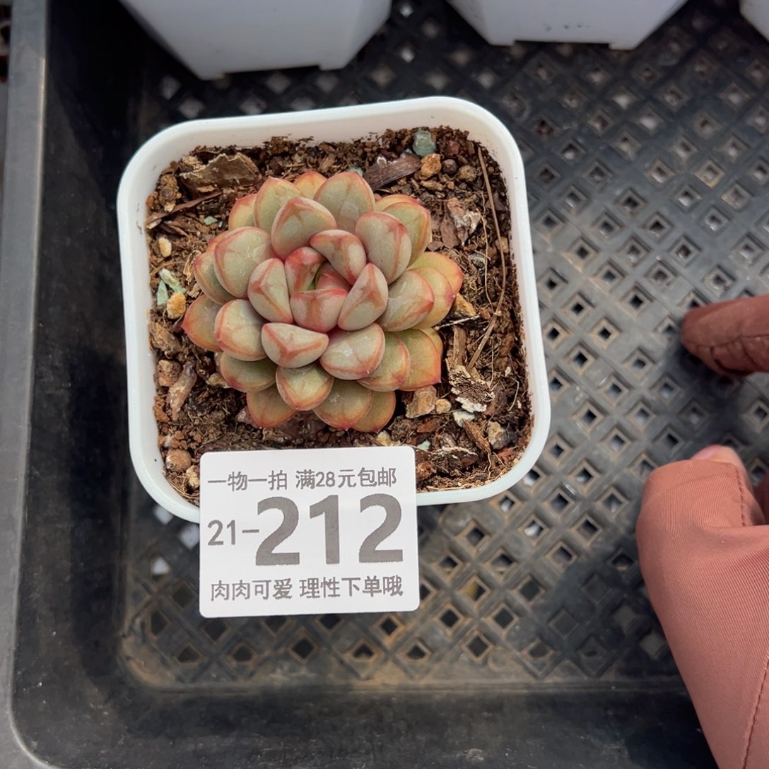 葡萄多肉多肉多肉多肉