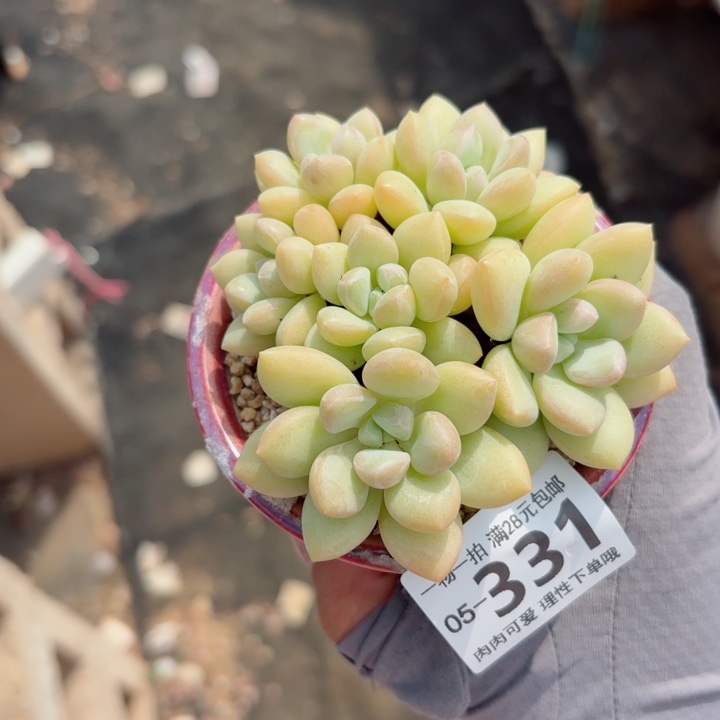 泡泡糖多肉无盆土发货多