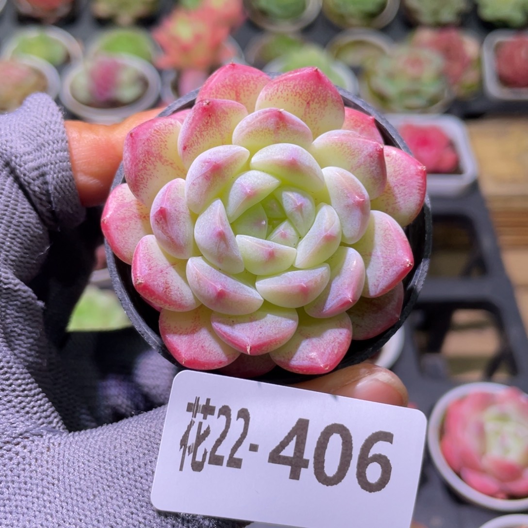 花利美22-406白桃汽水