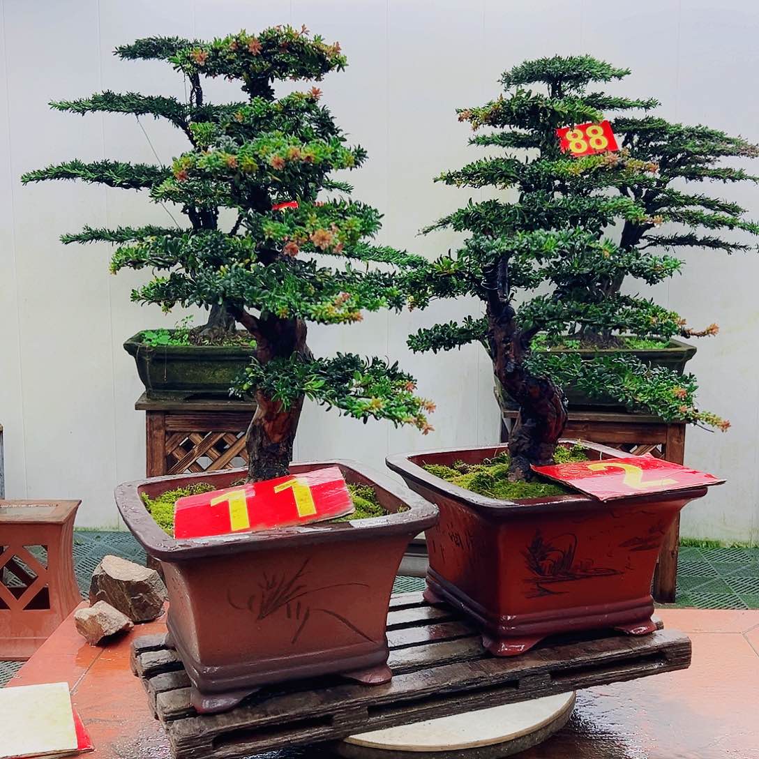 不开花植物罗汉松