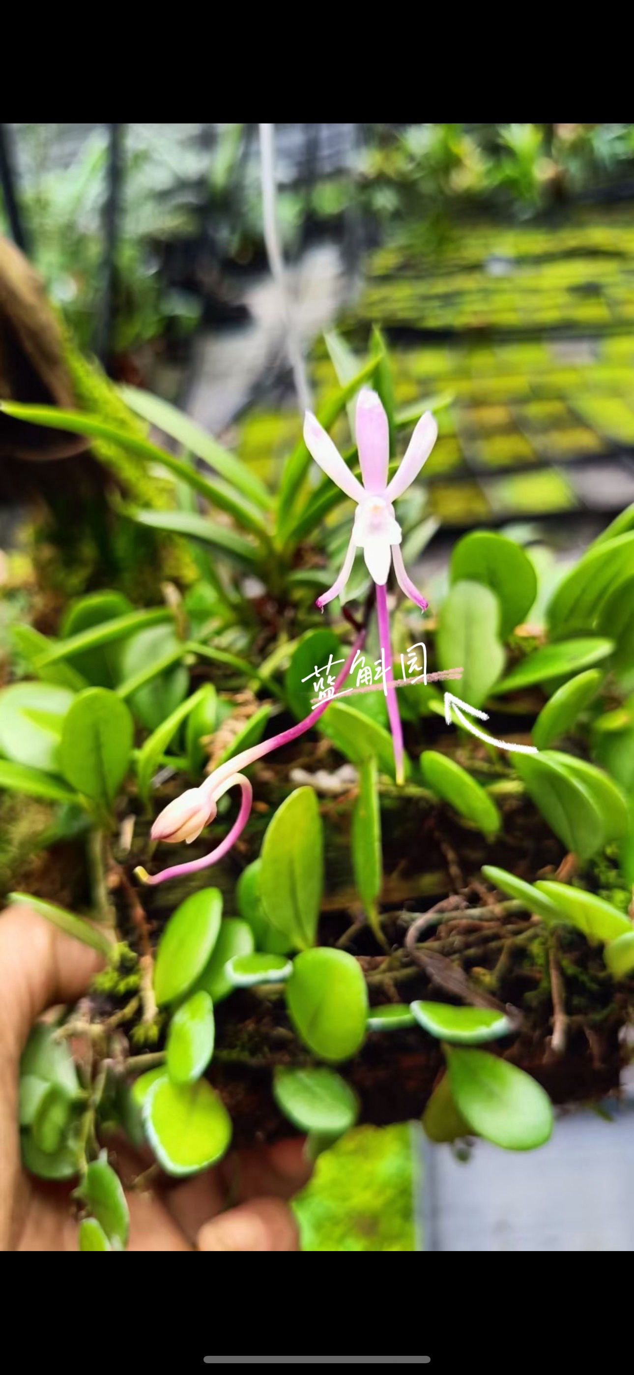 红宝石风兰兰花韩国进口雨林缸植物 新品福利价开花浓香