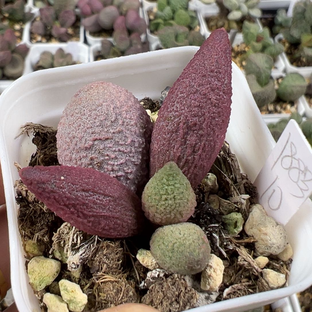 w188号多肉植物水泡