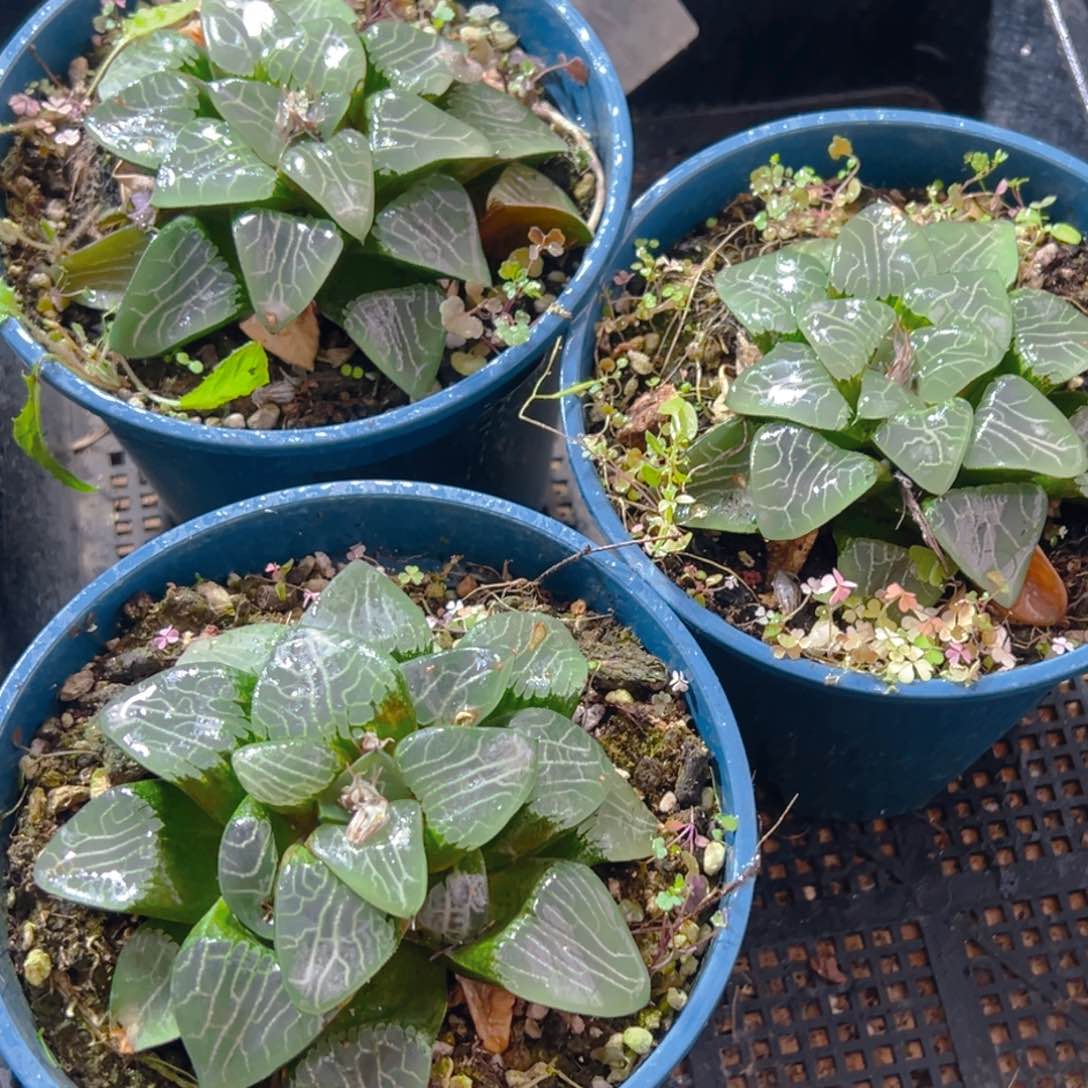 加仑盆月影母本玉露一颗