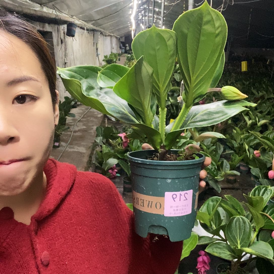 用****8木本花卉219