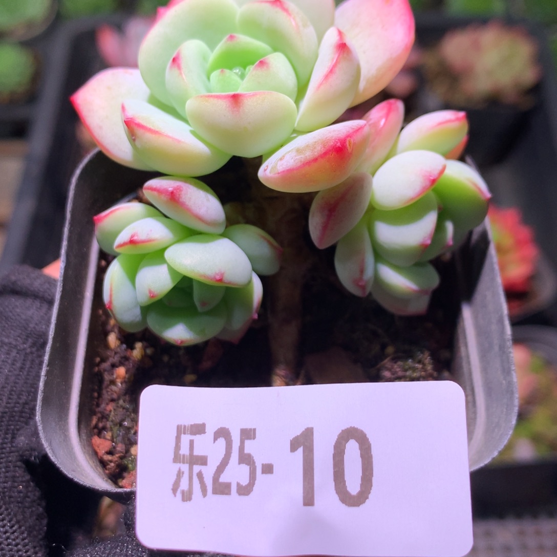 乐然25-10 香草群 