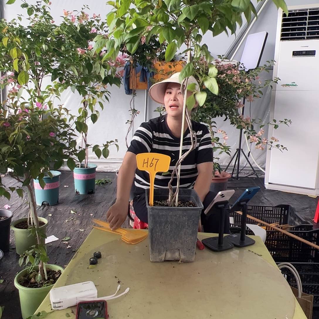 当前无花栽培后可以开花柠*仔H67金发女郎