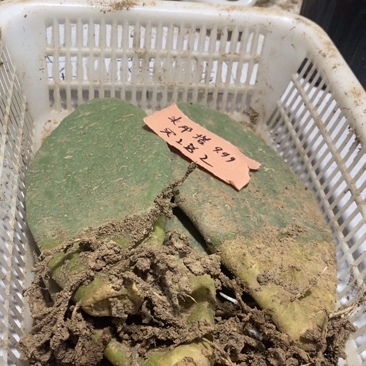 米棒塔仙人掌有根四片