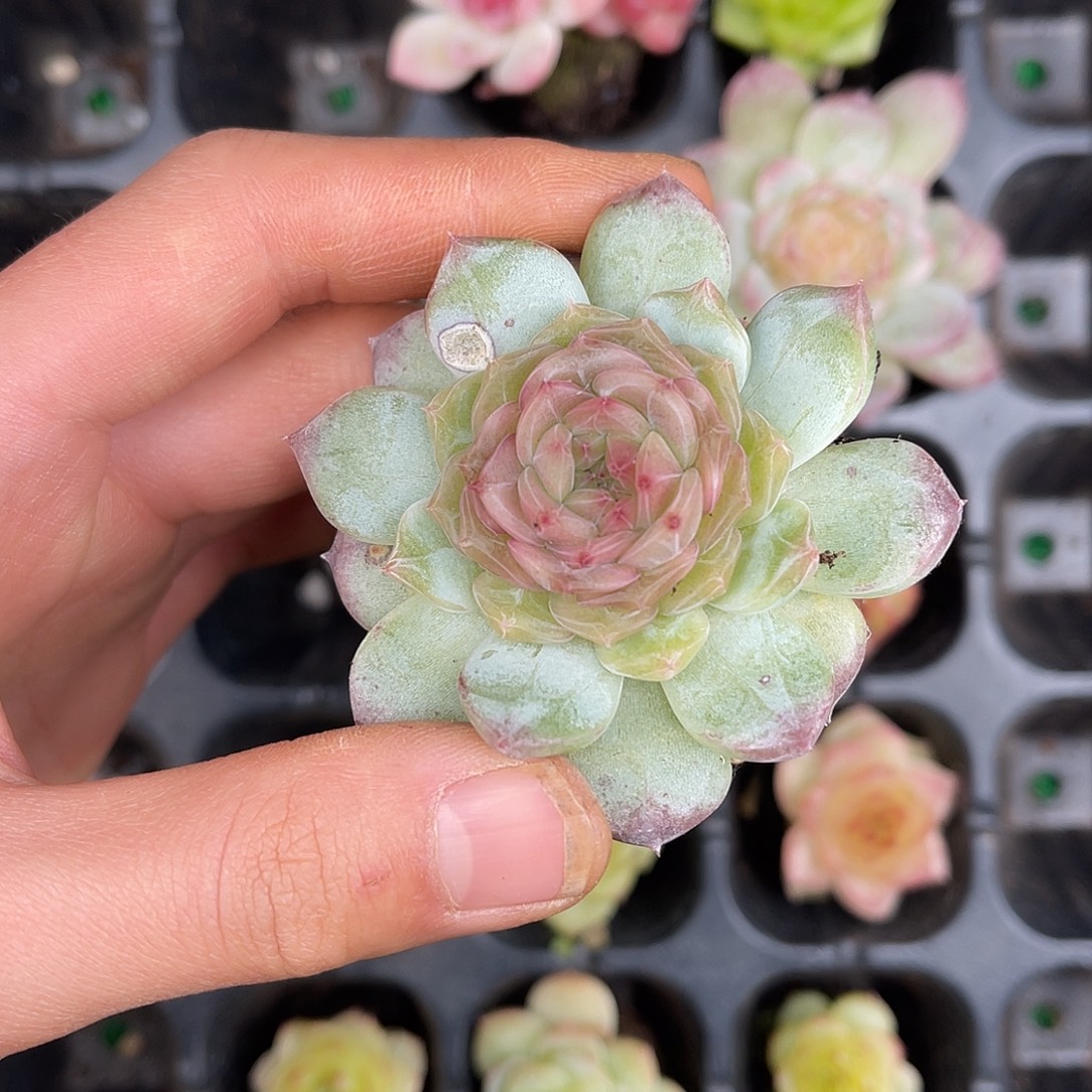 多肉一物一拍30-162