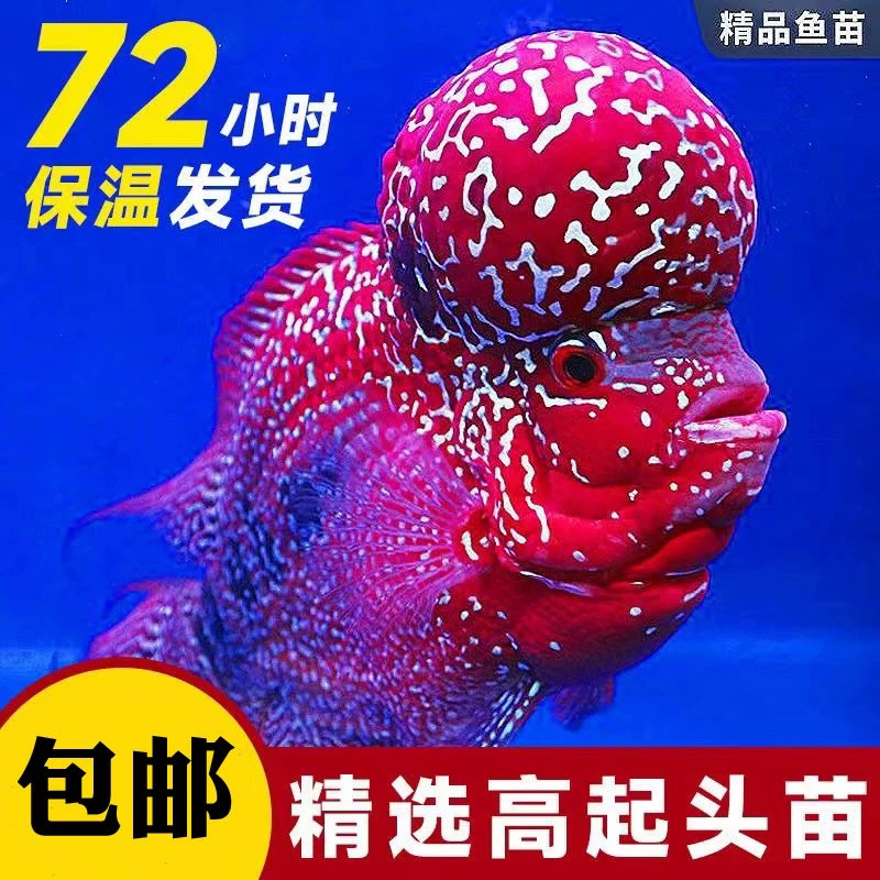 3号小样罗汉鱼热带观赏鱼金花火凤起头鸿运活体包邮观赏鱼宠物鱼