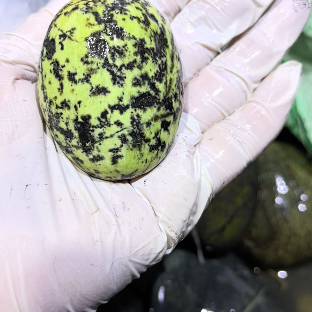 蒙***哥藏玉药王石原石一个摆件