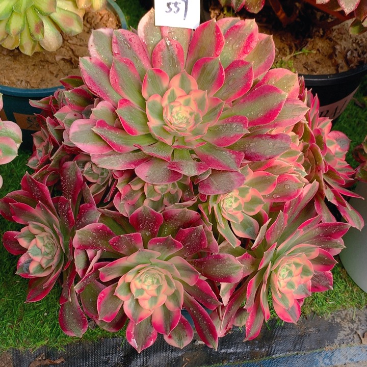 559七彩石精品朵朵