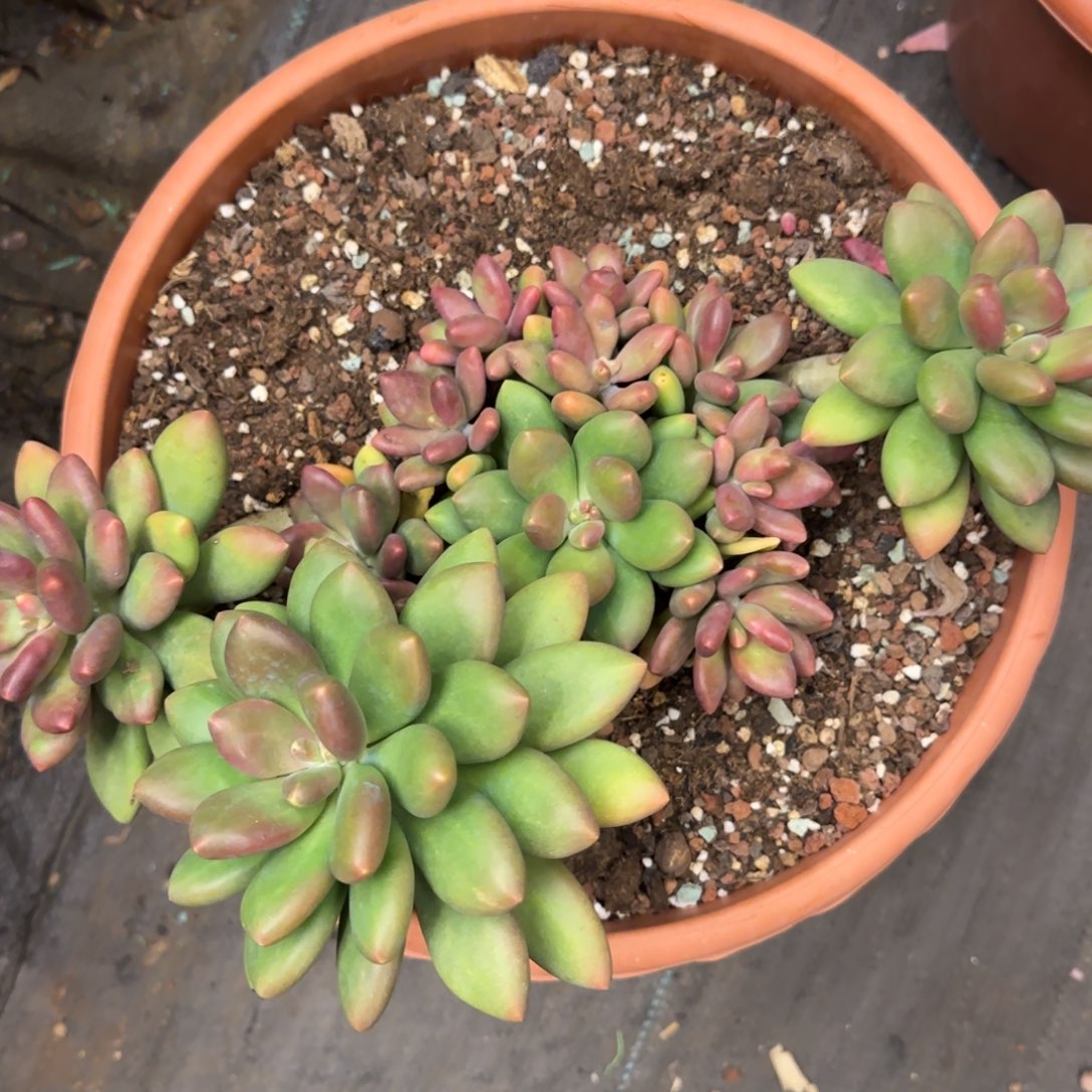 芒果奶多肉000000001