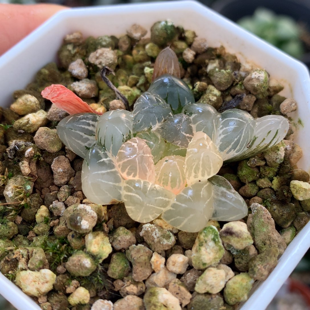 冰灯玉露锦，带盆一起