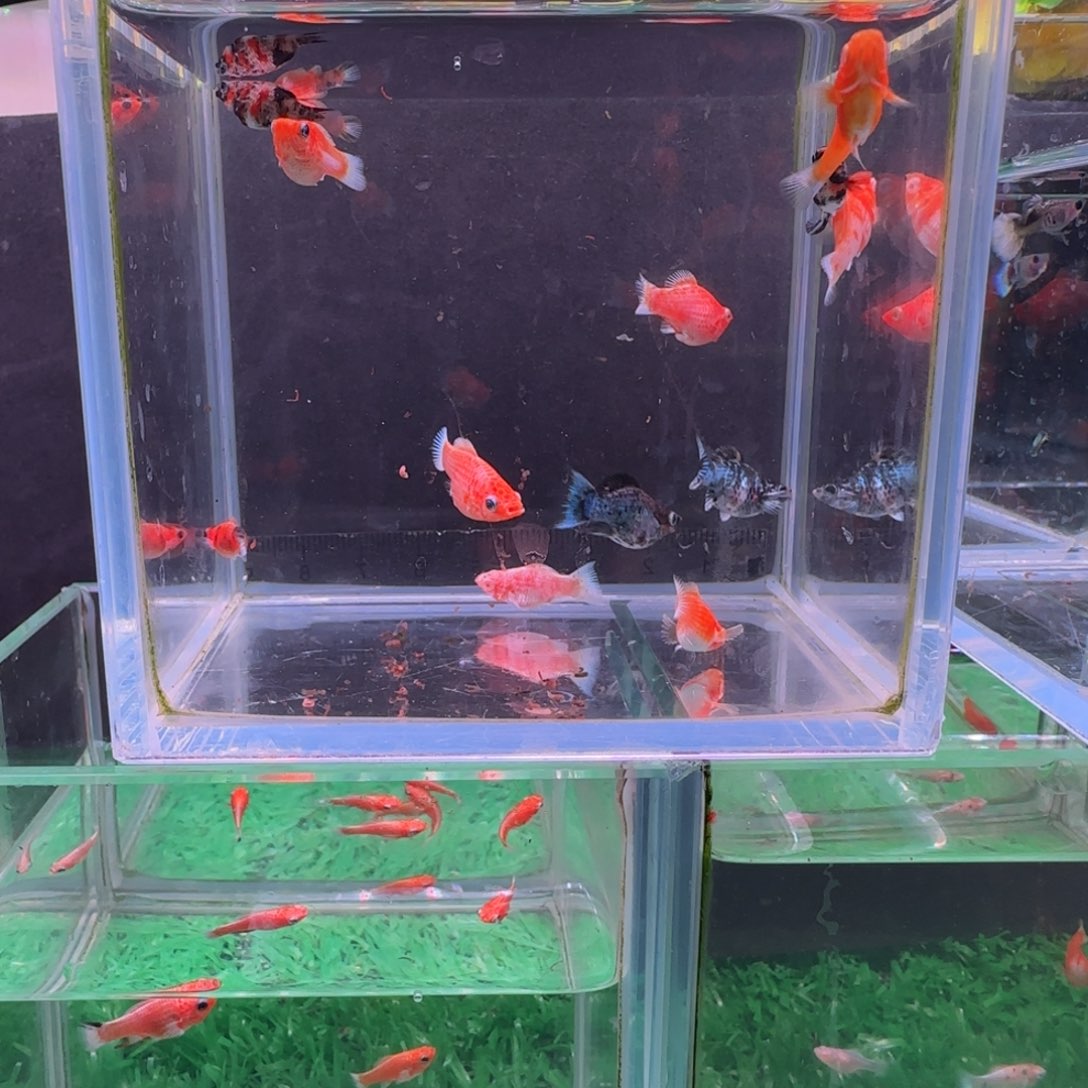 @***r孔雀鱼玛丽球鱼苗一缸