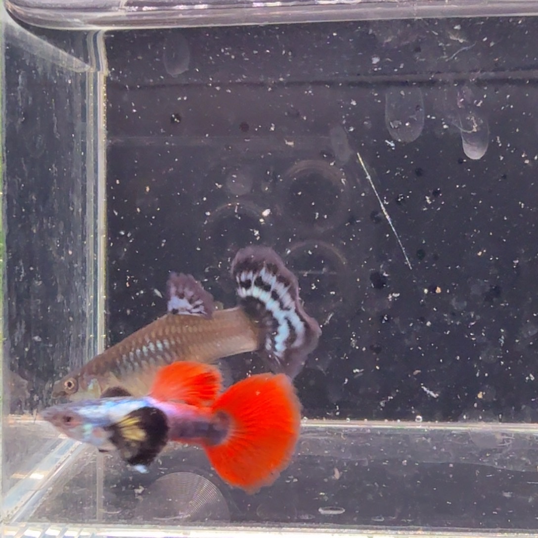 孔雀鱼鎏金花蝴蝶1对