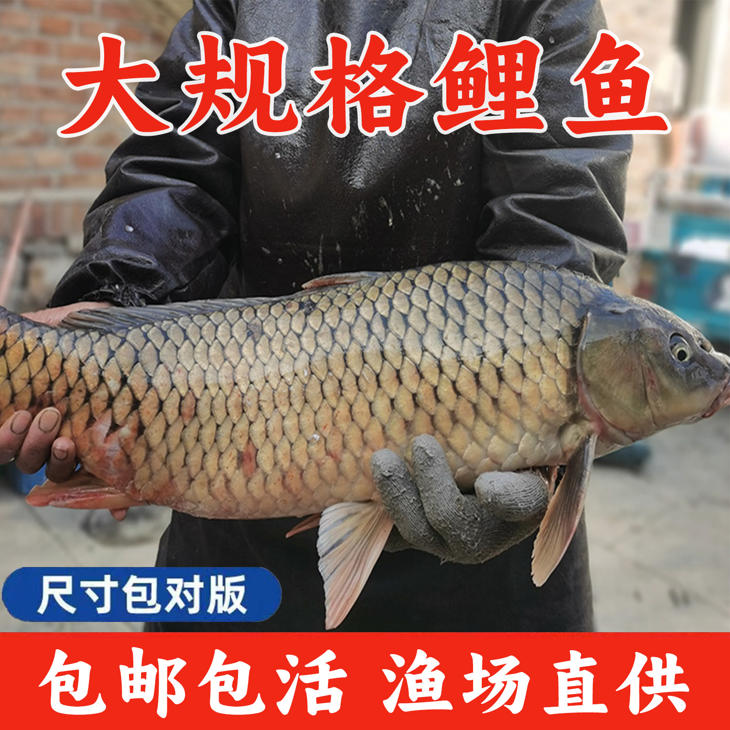 浙江大鲤鱼淡水养殖特大草鱼黄肉黑鲤鱼稻田稻花鱼红尾建鲤鲫鱼