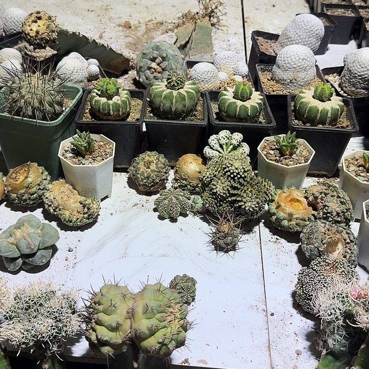蕾***靴黑王双头仙人球嫁接