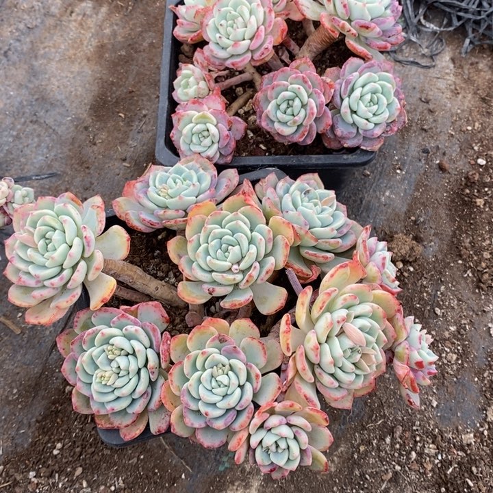 风*千山雪多肉植物16-2