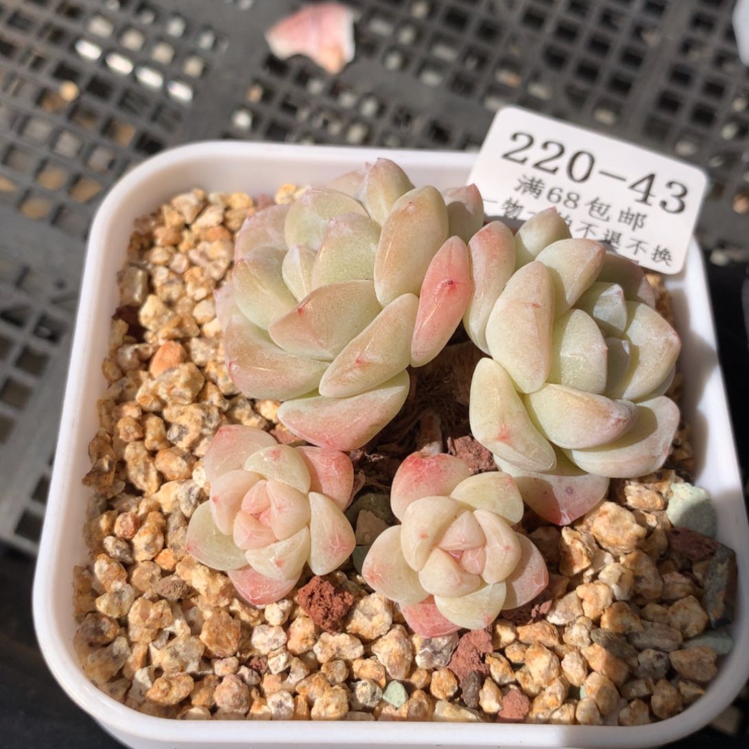 43。趴地黄体冰玉四头。玉蝴蝶个体6cm。