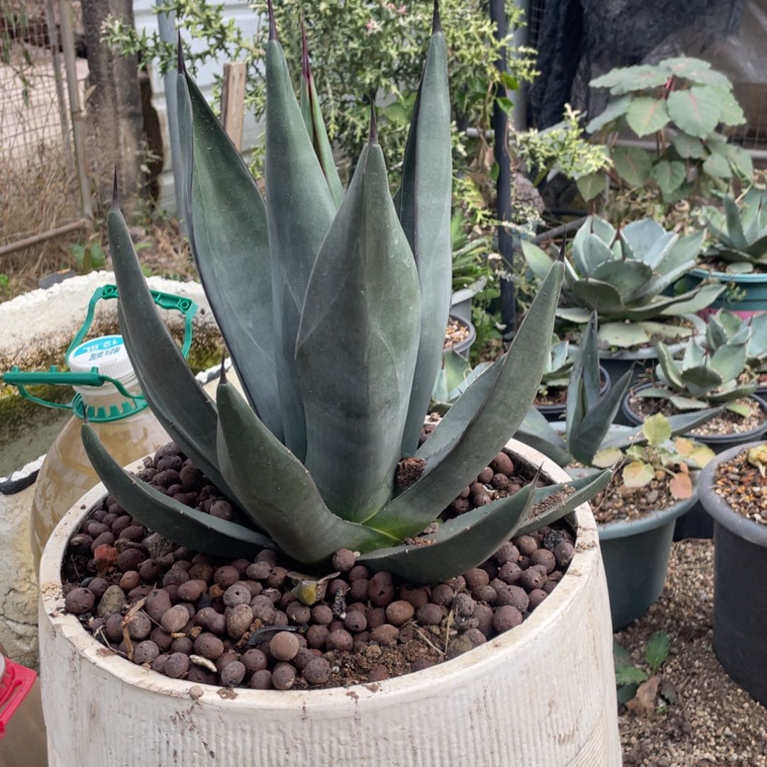 无花朵鲨鱼皮龙舌兰
