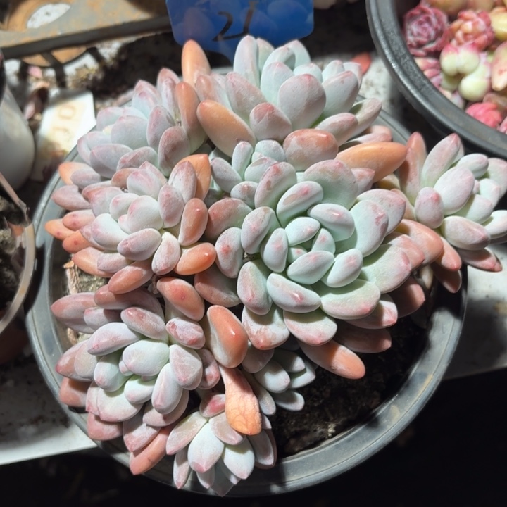 21号大群香水好好