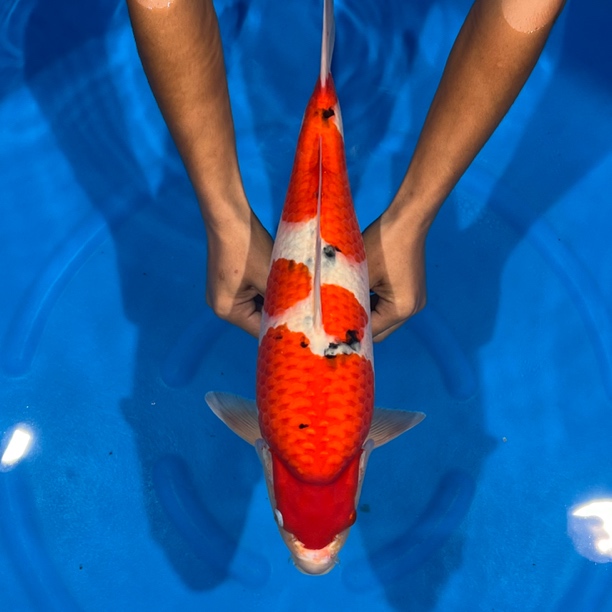 阪井出品大正锦鲤母（李祖成）