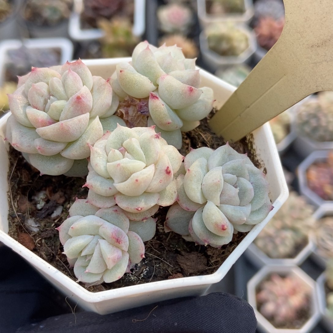 523甜心石化多肉植物保护