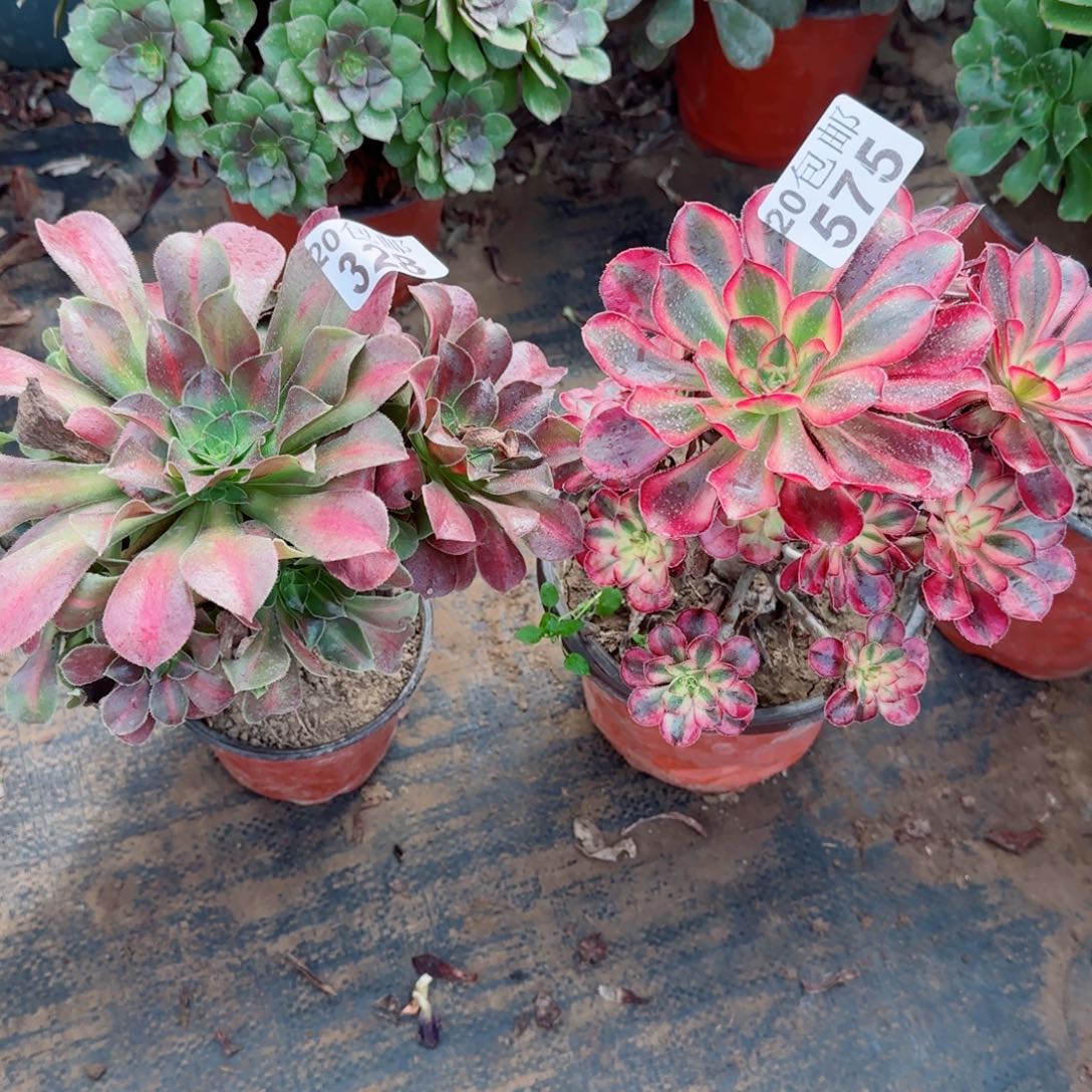 多肉328+575满20包邮断枝不包