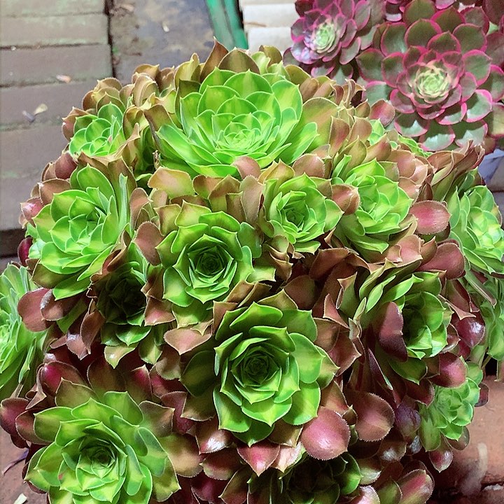 韶华捧花，多肉植物