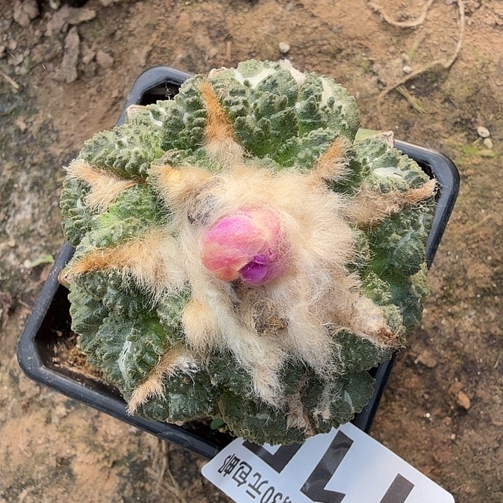 无花朵115黑斯拉牡丹东三