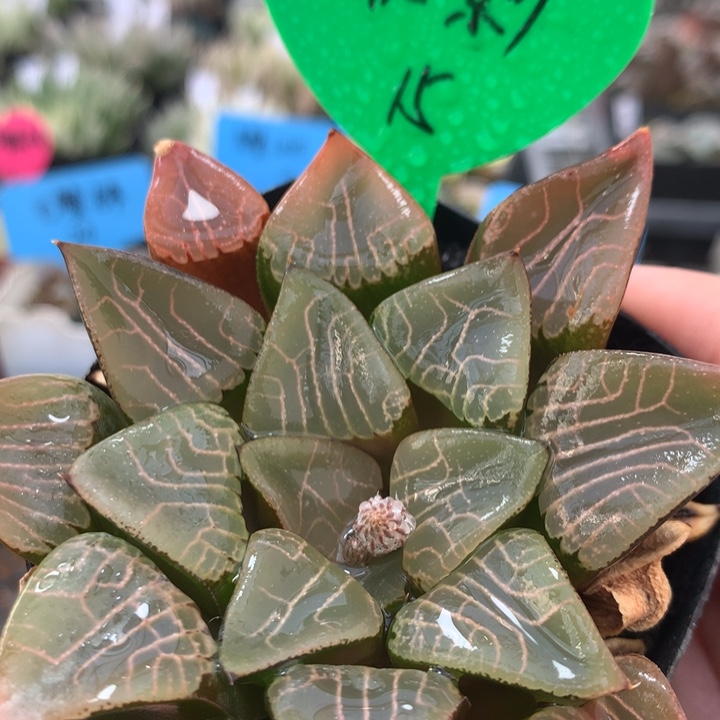 花影一物一拍带盆