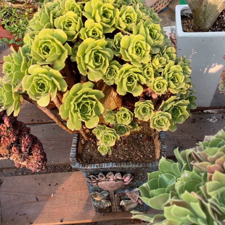 多肉的鱼也可以是你喜欢我