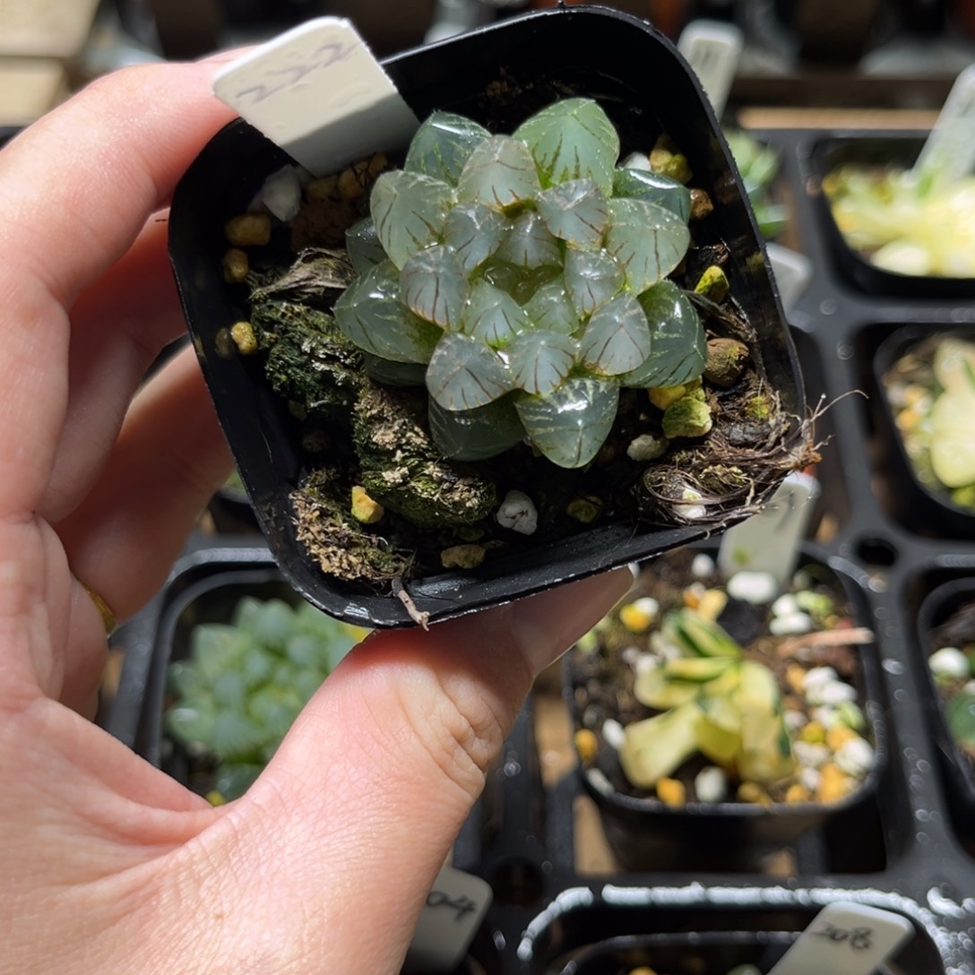 222龙爪玉露锦一物一拍