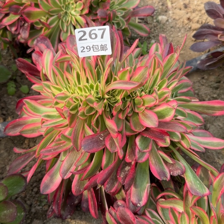 美缀……多肉植物……