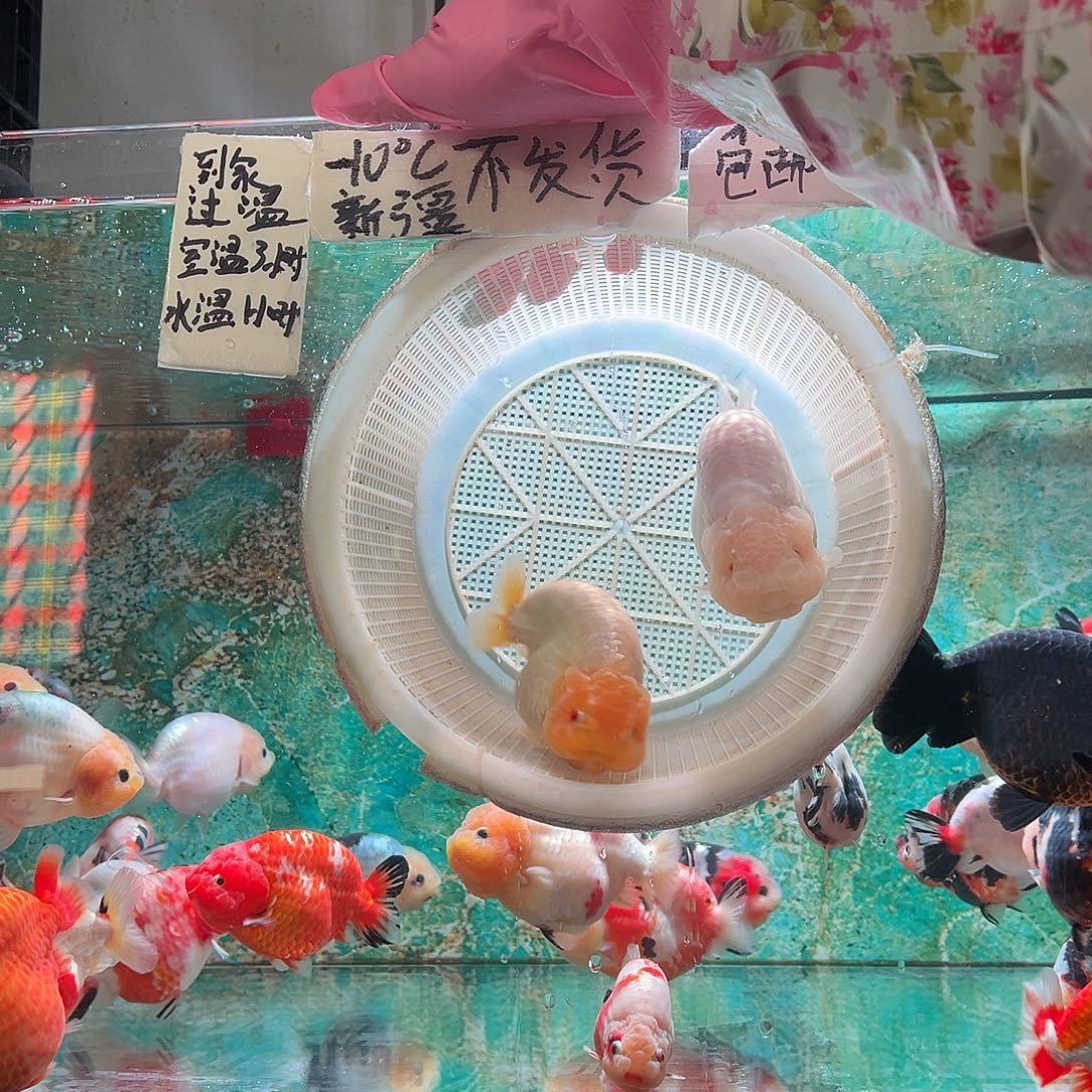 平***头金鱼平头兔子两条小可爱