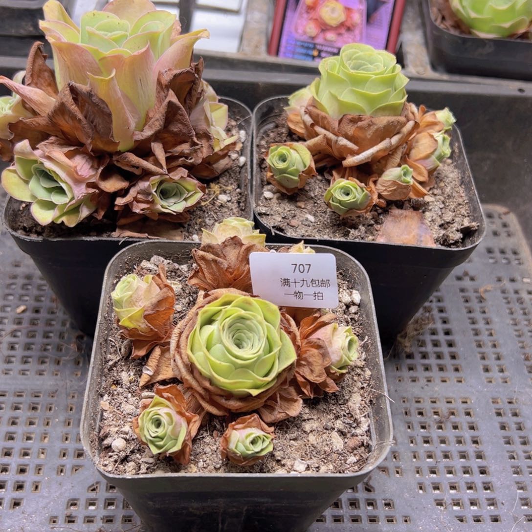 707 侧牙掉了不包损无售后