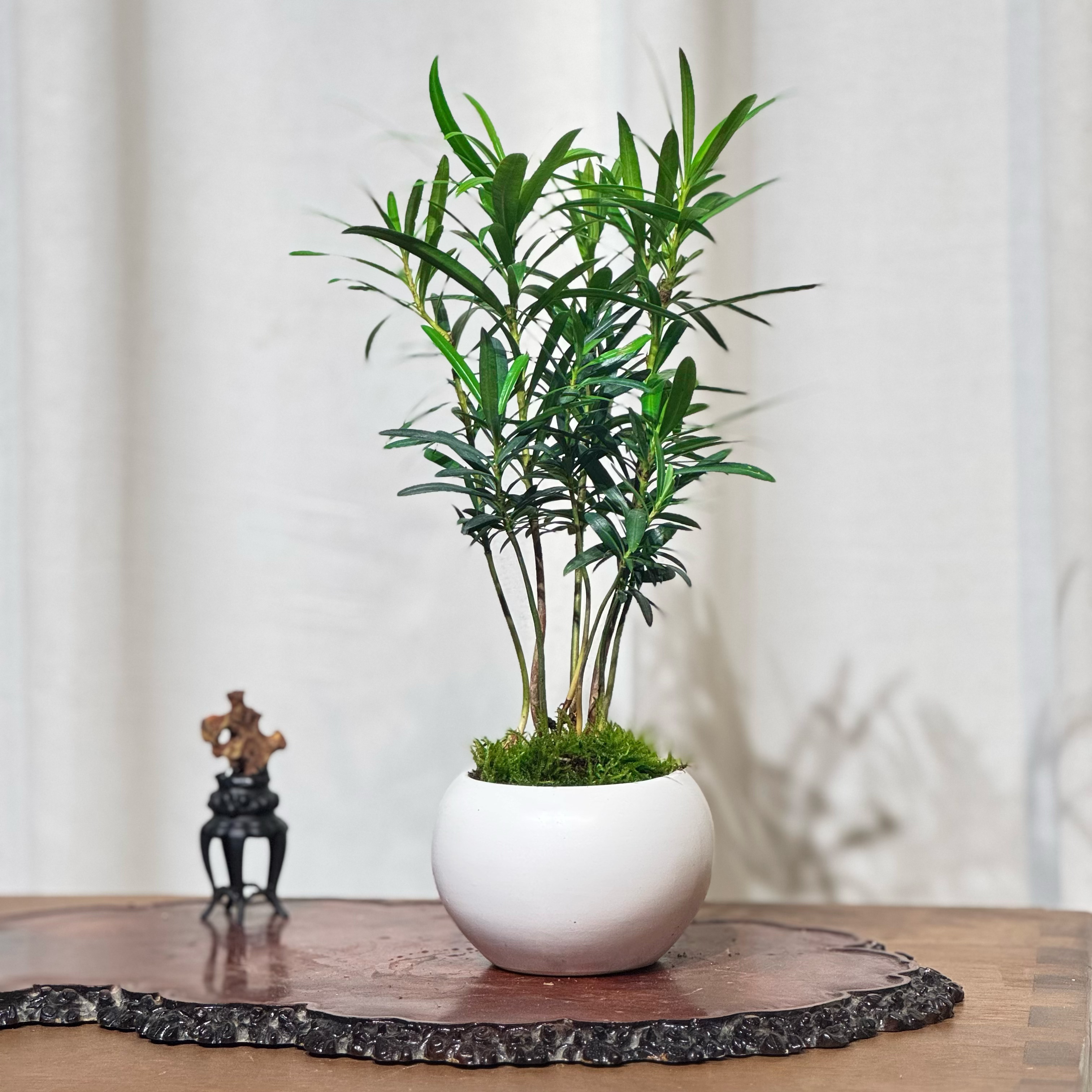 简约圆盆小丛林造型罗汉松室内桌面迷你好养绿植