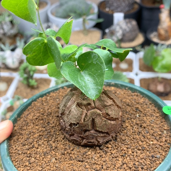 南非龟甲龙带盆4.4cm