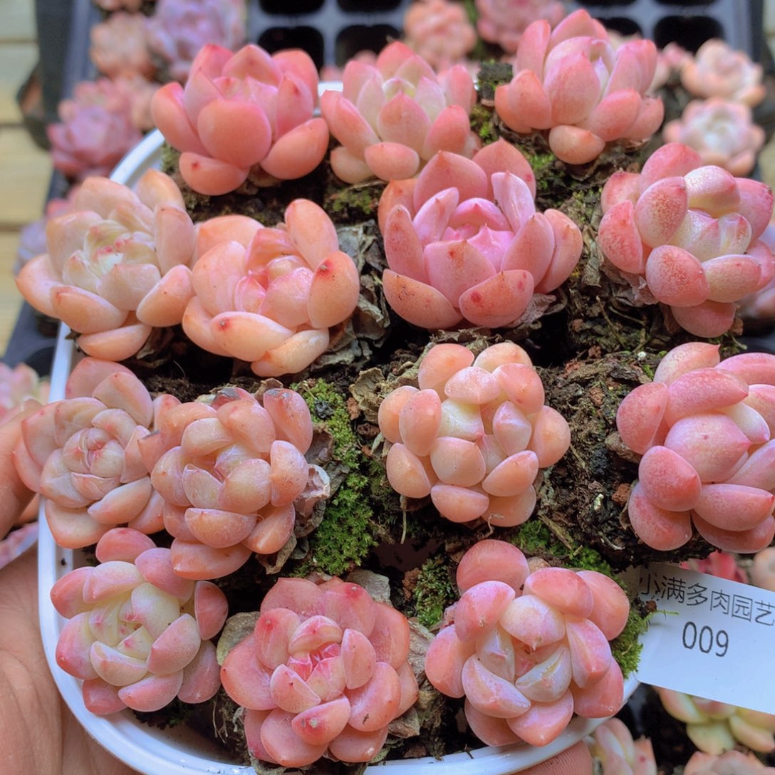 我要去看你了哦我的009