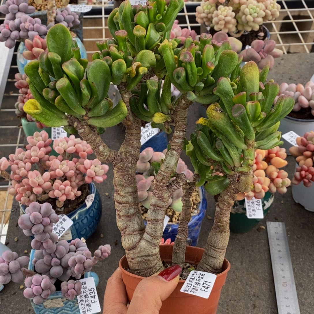 吸财树471/17 c m