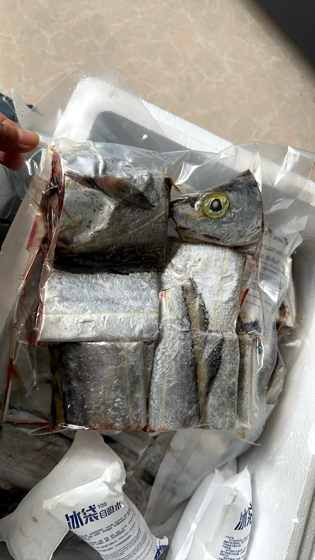 北部湾野生   带鱼